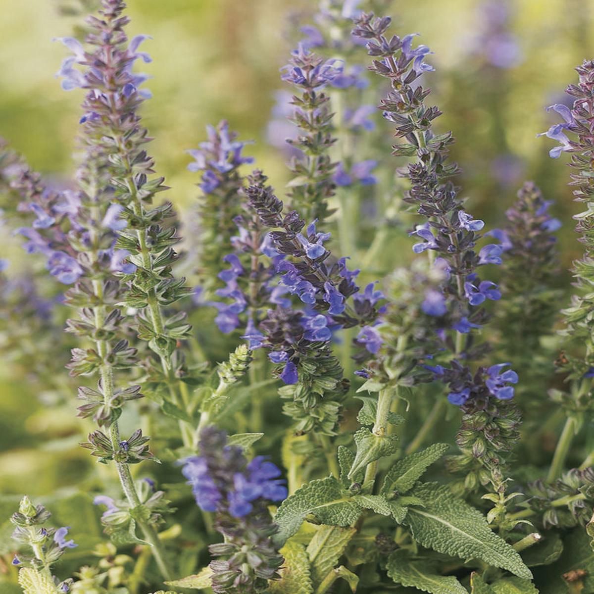 Marcus Meadow Sage (Salvia x 'Marcus') - 1 gallon