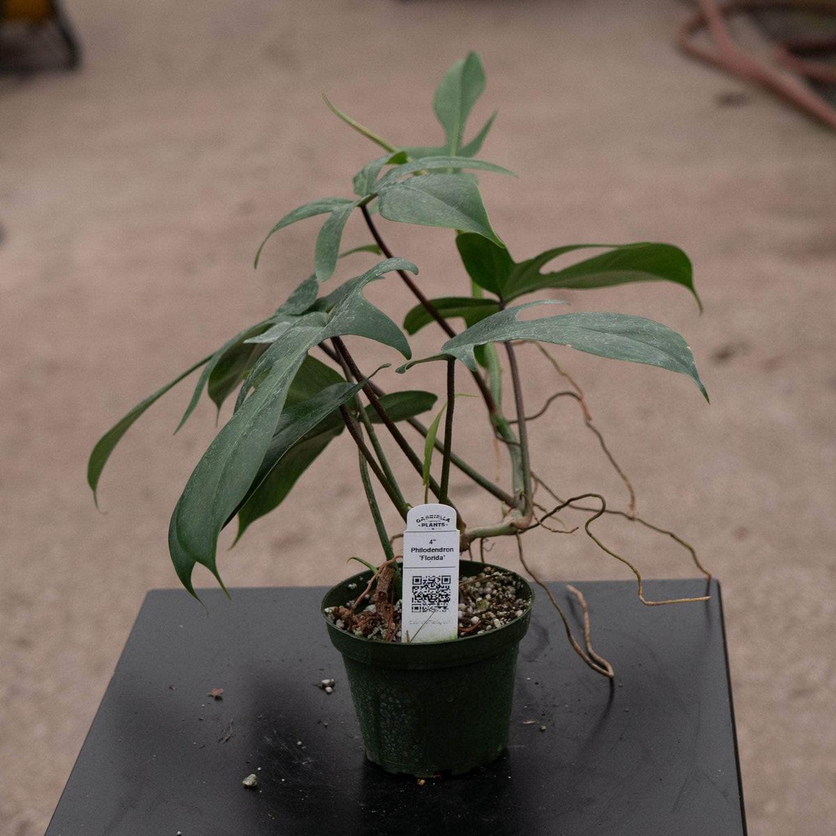Philodendron 'Florida'
