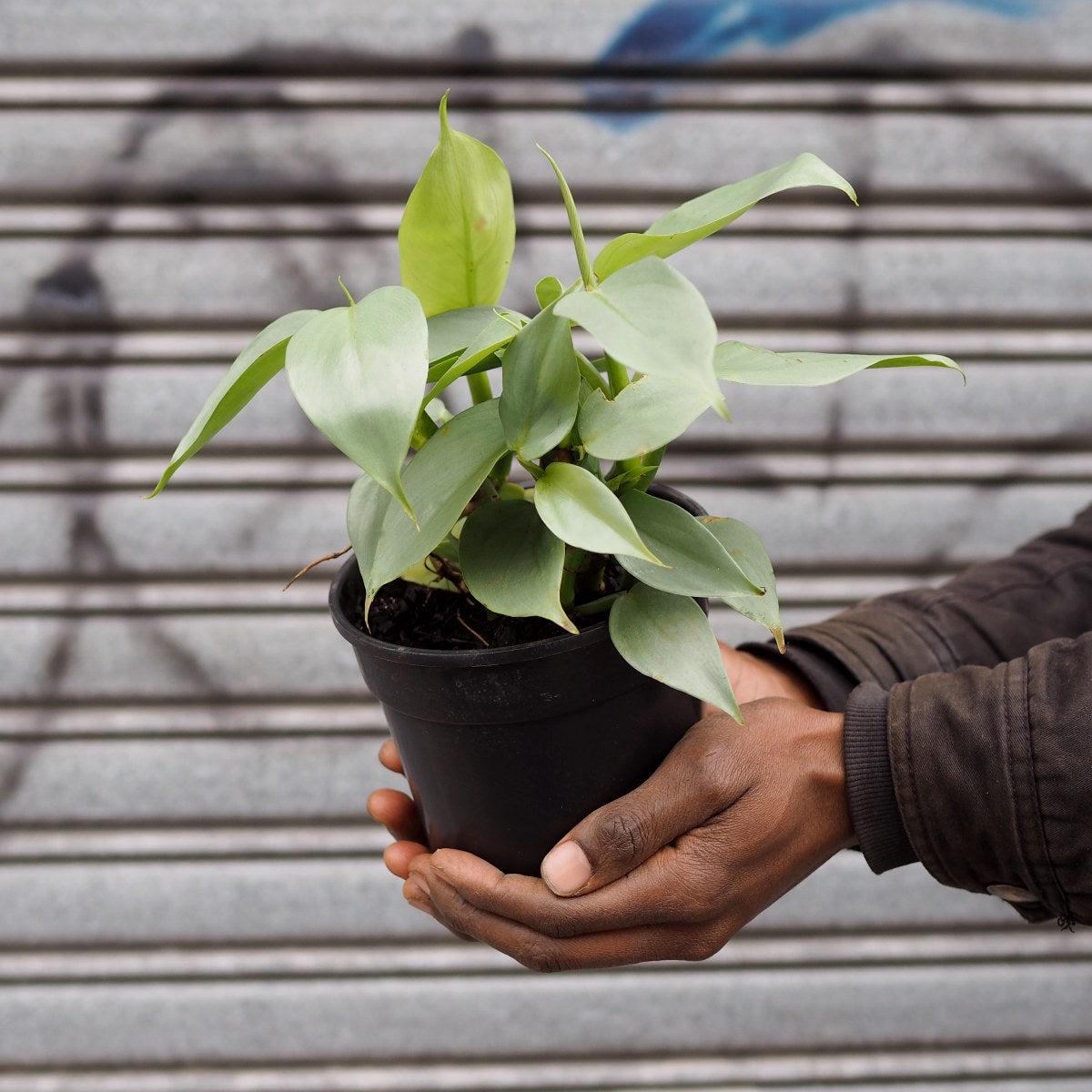 Philodendron - Silver Wings