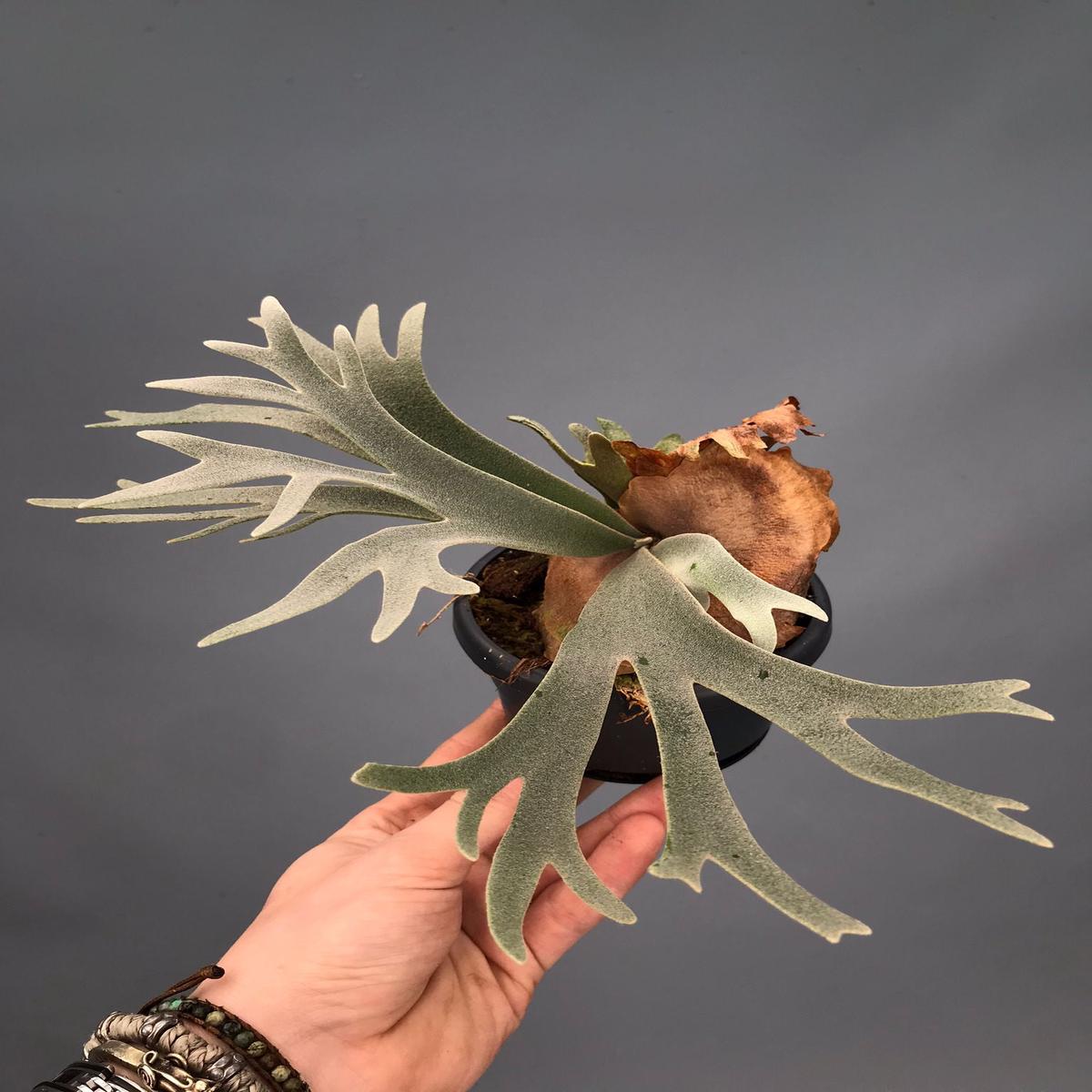 Platycerium willinckii Nano (Big Plant)