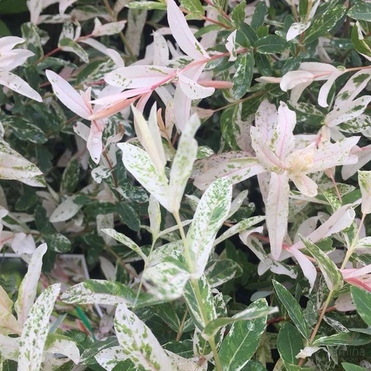 Salix hakuru Nishiki