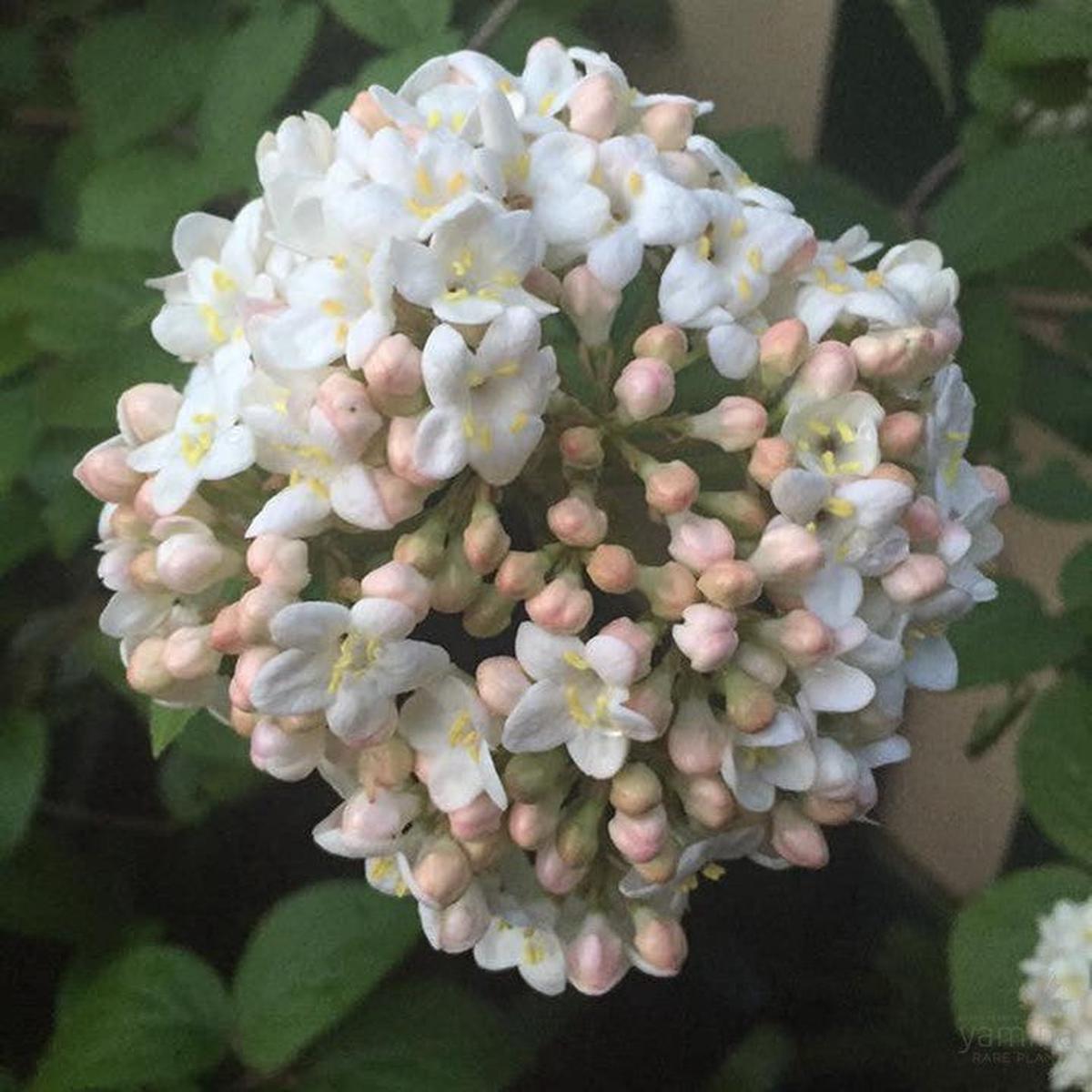 Viburnum carlcephalum