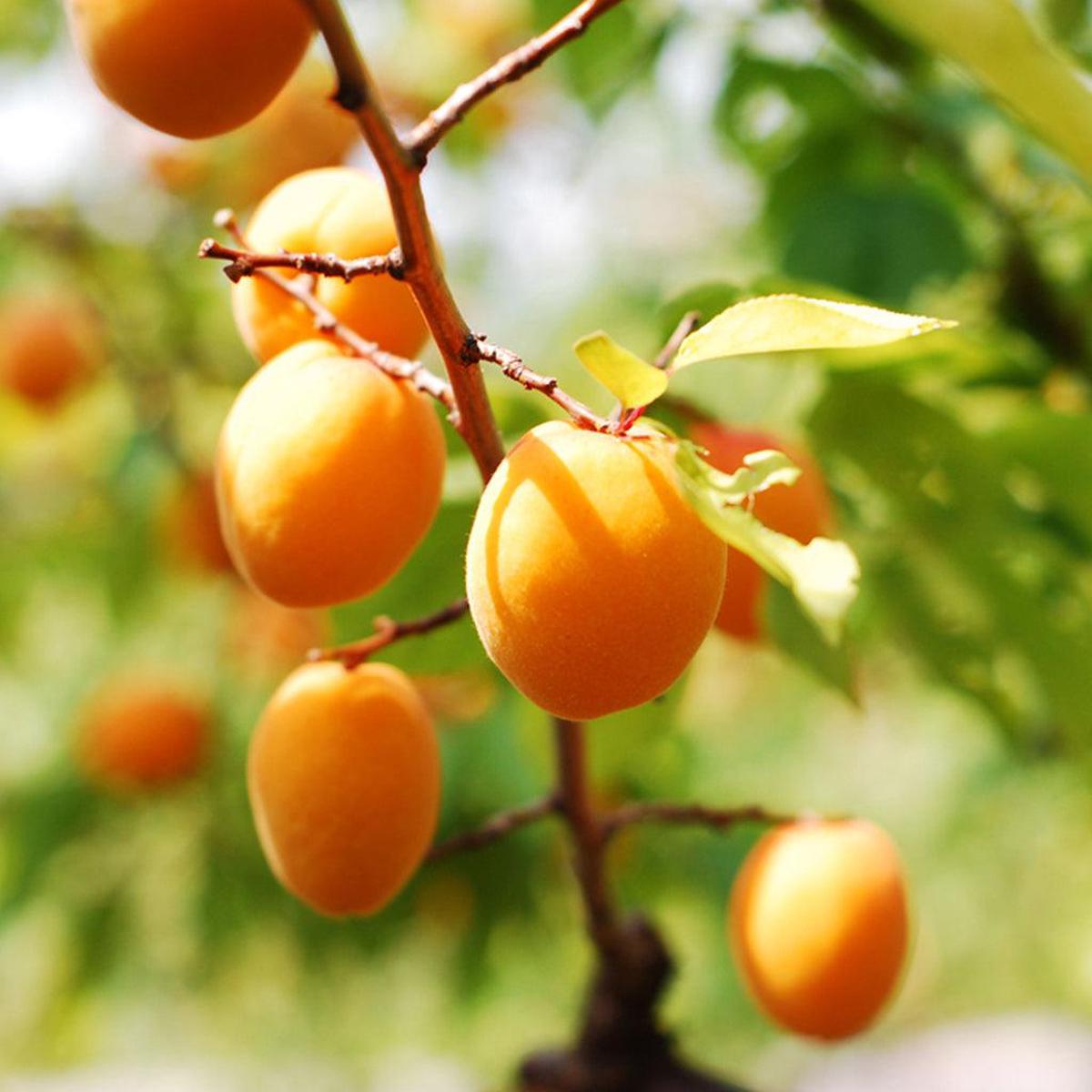 Wenatchee Moorpark Apricot Semi-Dwarf Tree