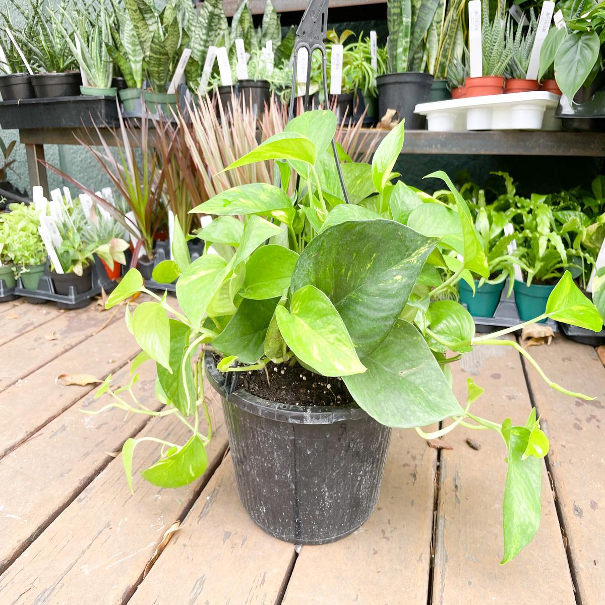 10" Hanging Golden Pothos
