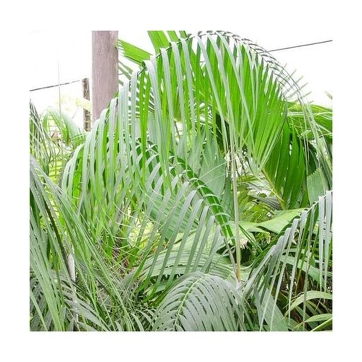 10x Dypsis onilahensis Onilahy Palm Tree Garden Plants - Seeds ID398