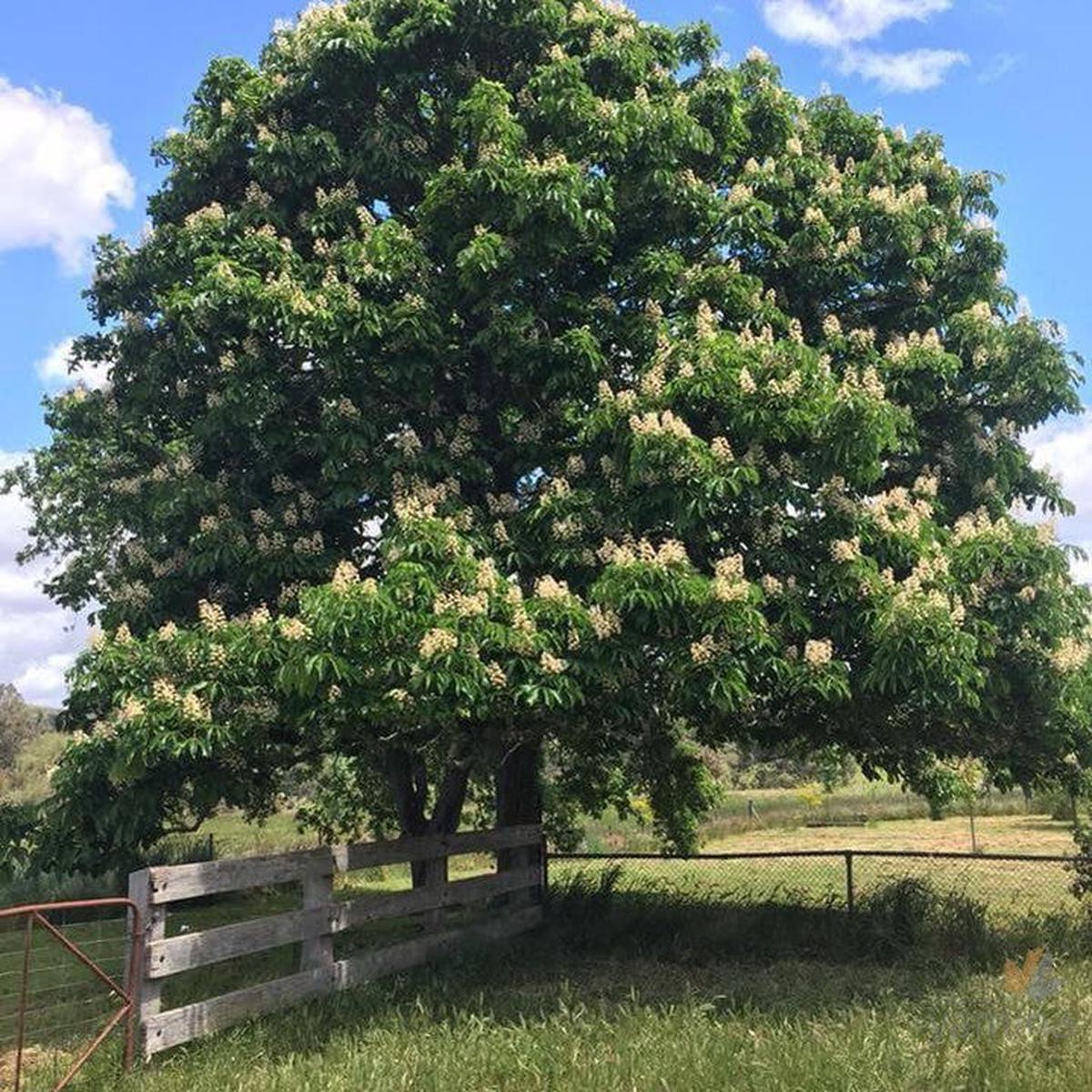 Aesculus hippocastanum (Common Horse Chestnut)