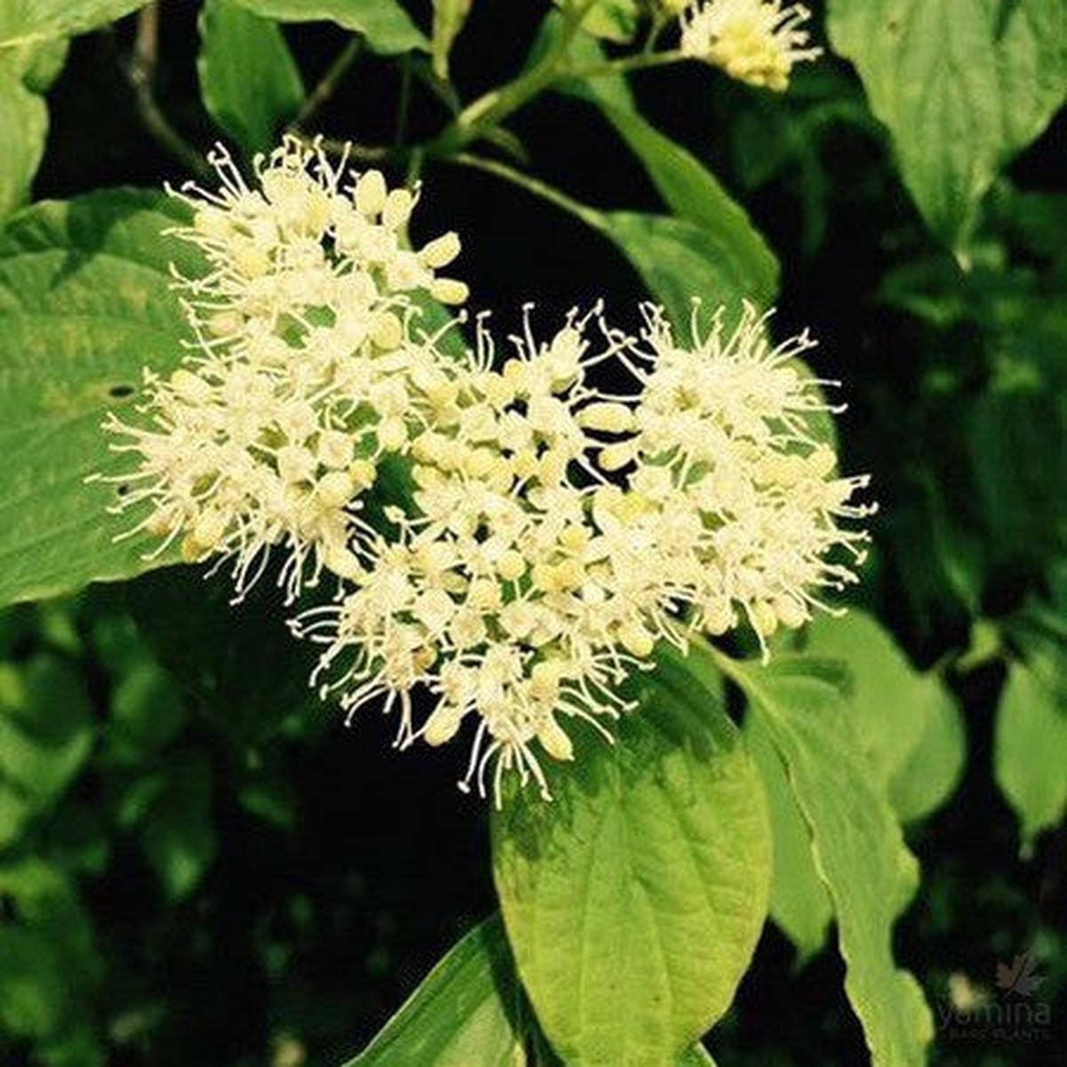 Cornus contraversa