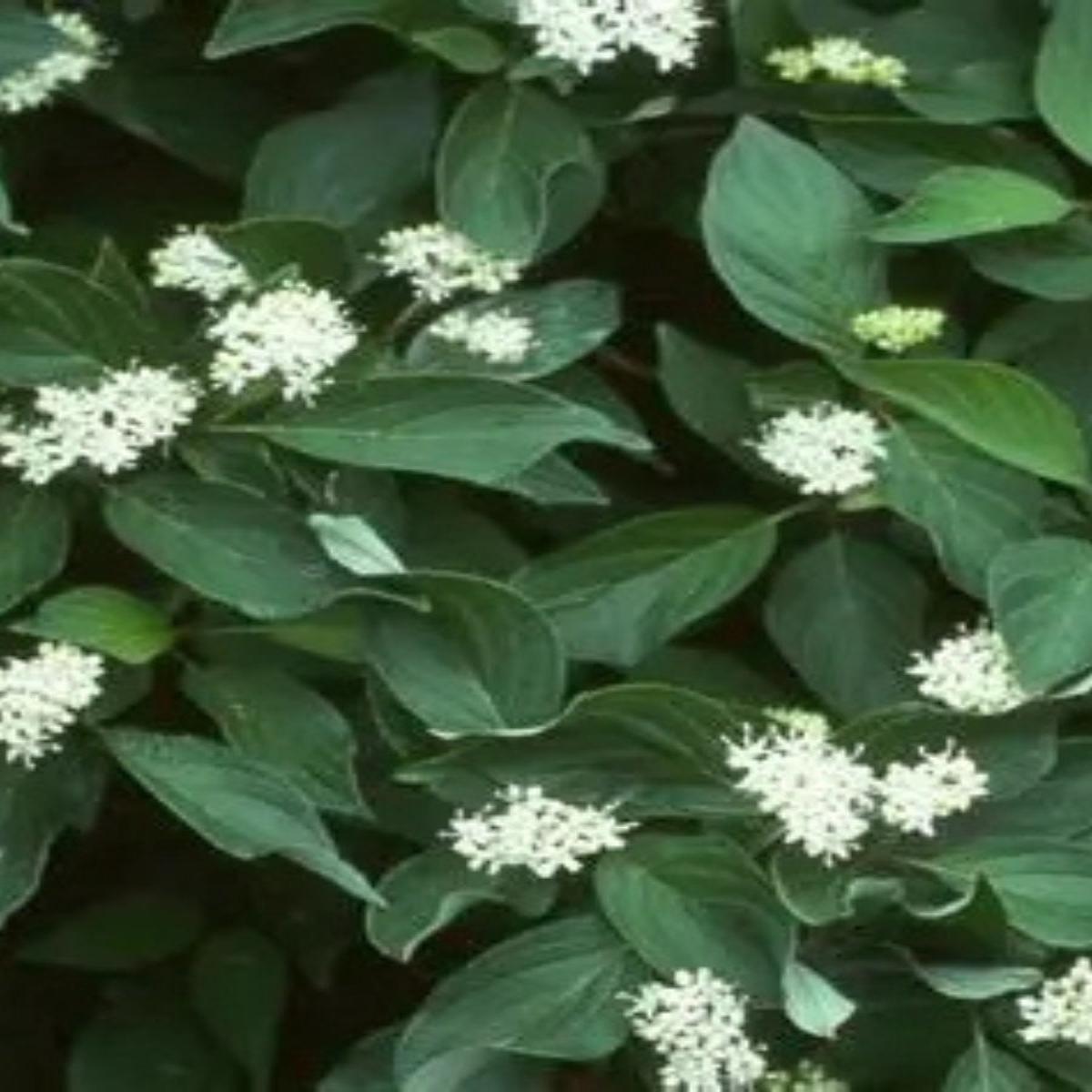 Cornus sericea 'Isanti' Dogwood 3G