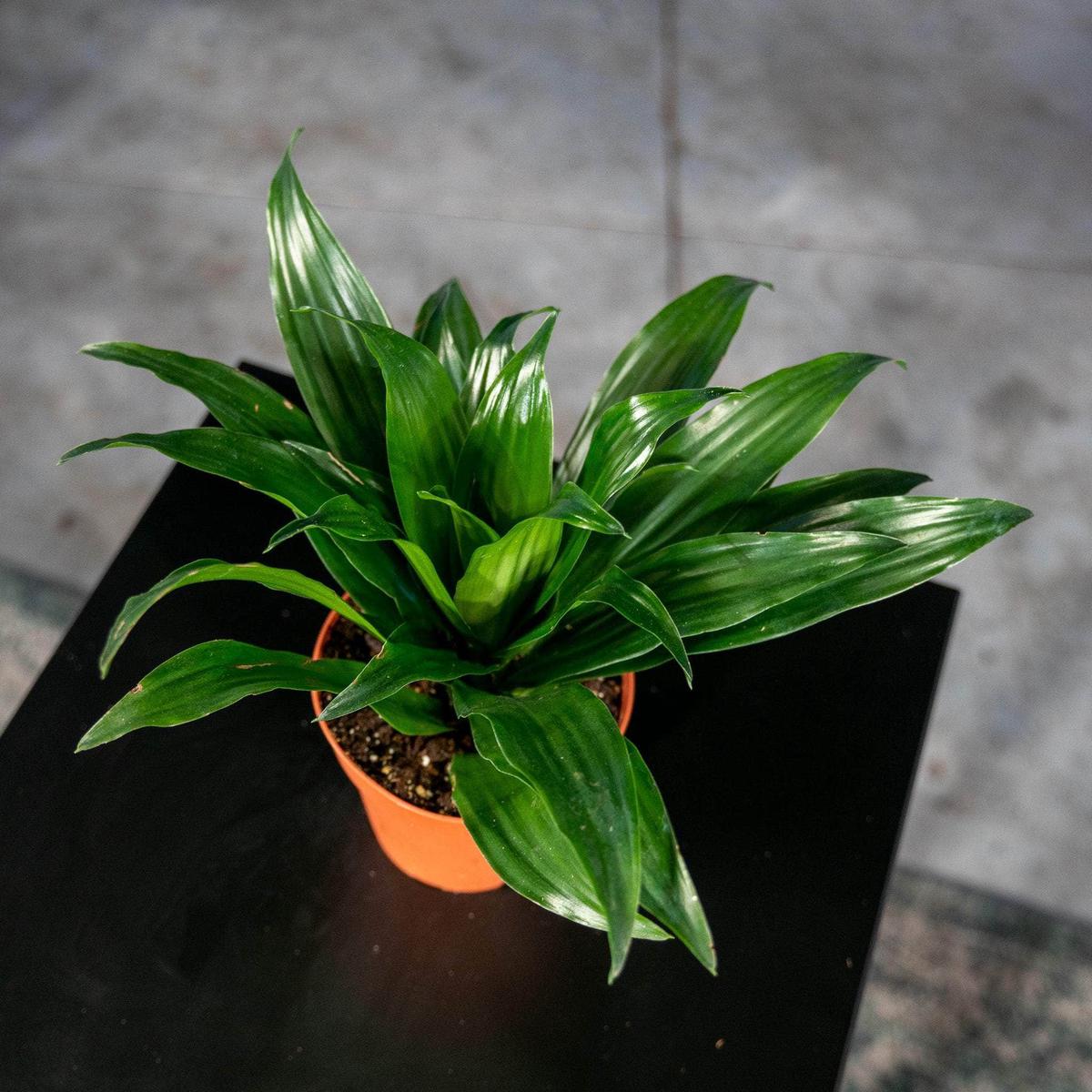 Dracaena fragrans 'Janet Craig Compacta'