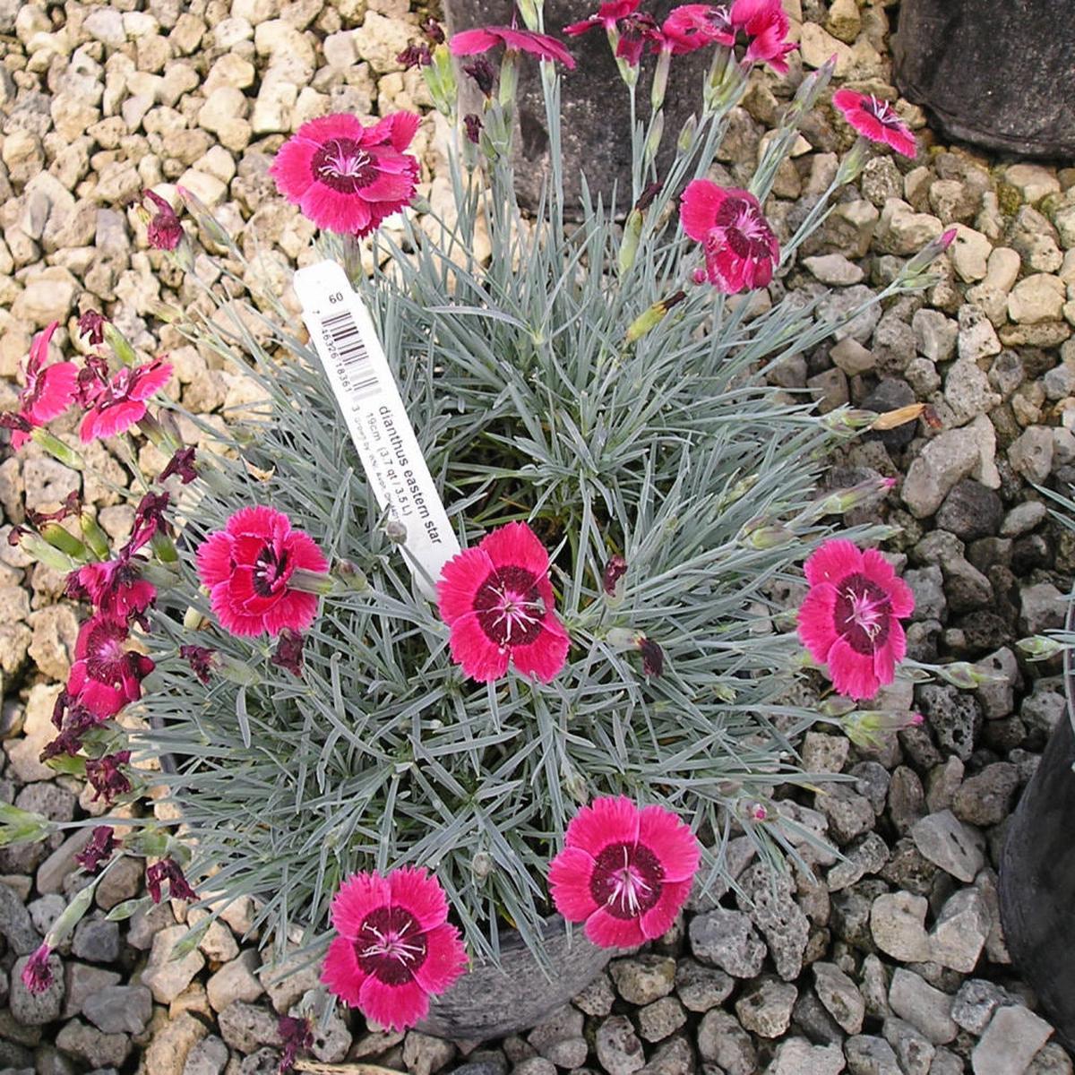 Eastern Star Pinks (Dianthus x 'Eastern Star') - 1 gallon