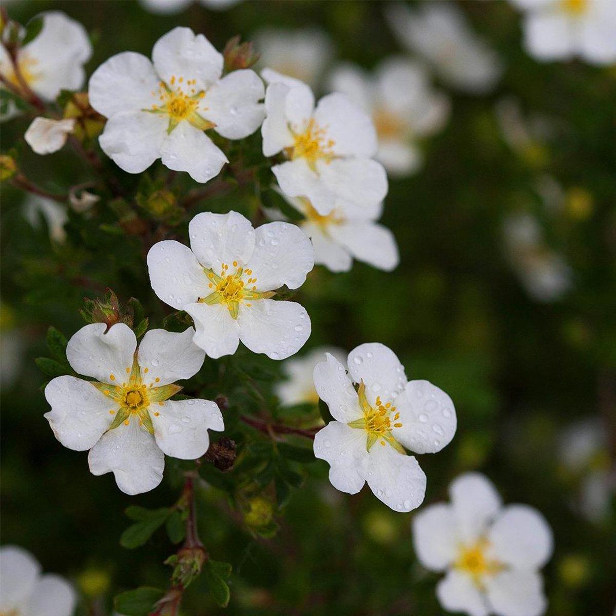 Happy Face White Bush Potentilla PW # 2 PW Cont