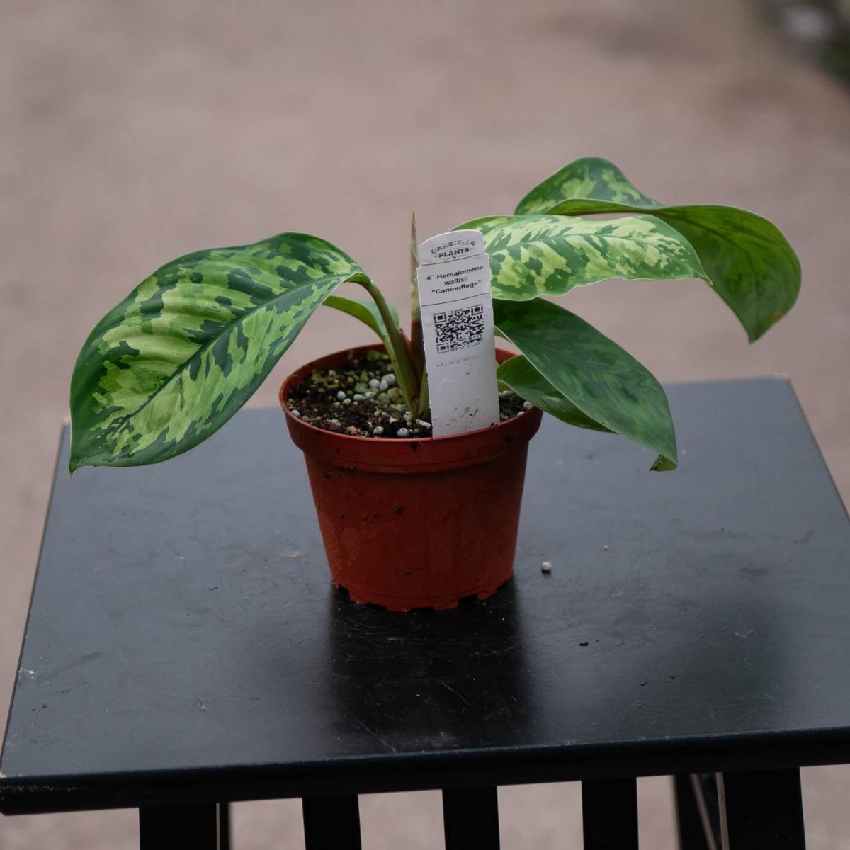 Homalomena wallisii "Camouflage"