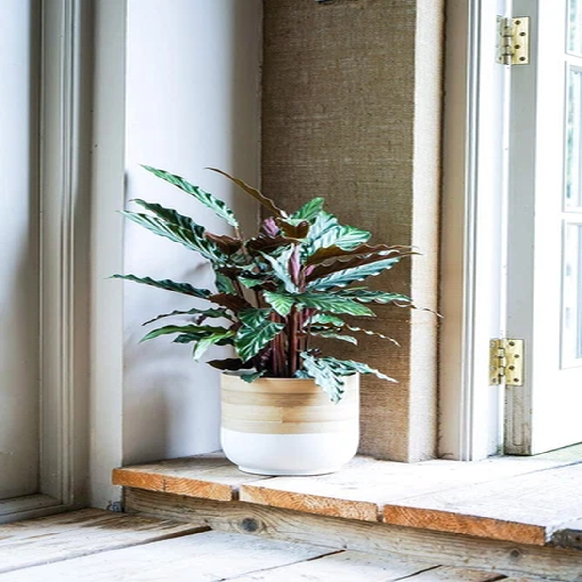 Ivyline Naturally Made White Bamboo Planter Inside Use Only Pot Cover - 3 Sizes