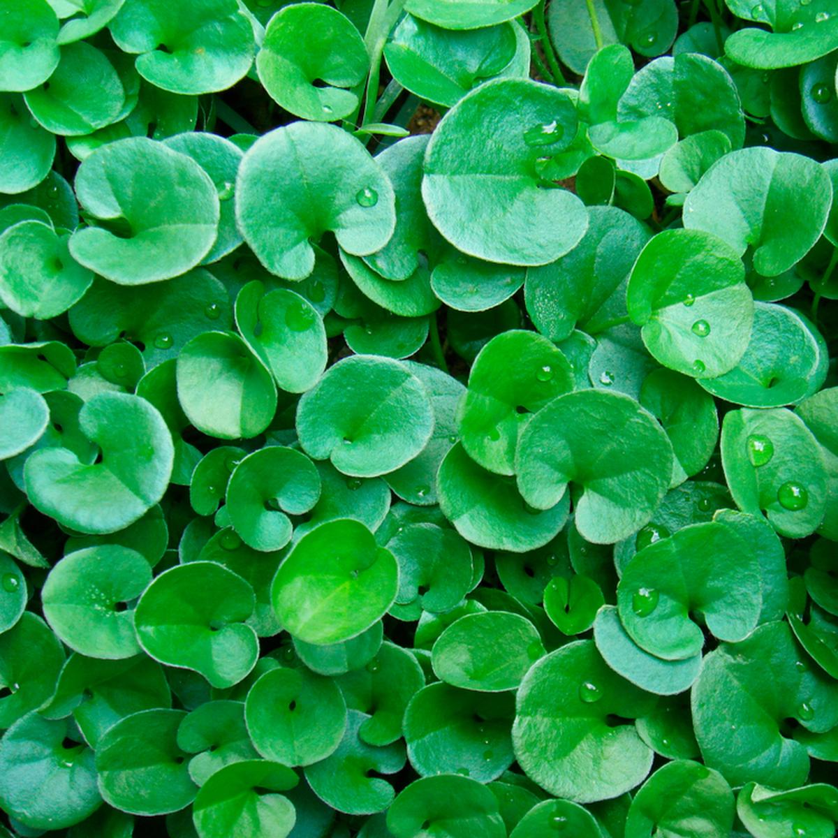 Kidney Weed (Dichondra 'repens')