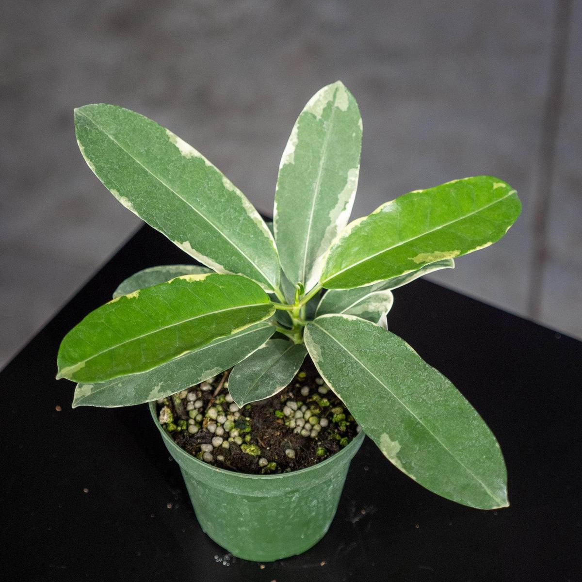 Marsdenia floribunda Variegata