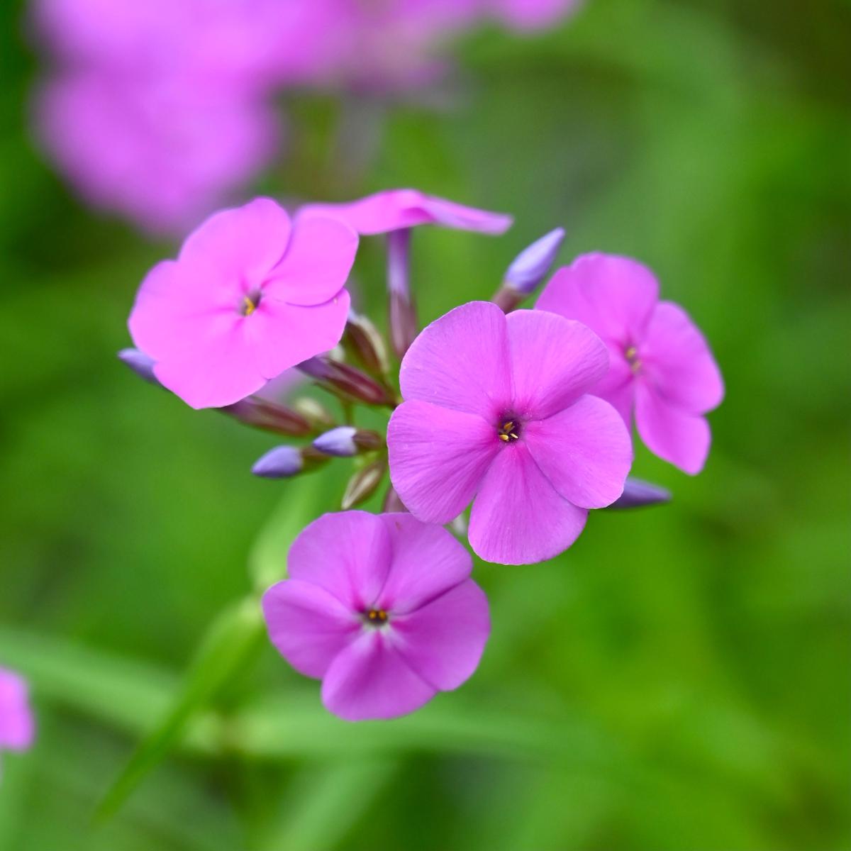 Marsh Phlox (Phlox glaberrima interior)