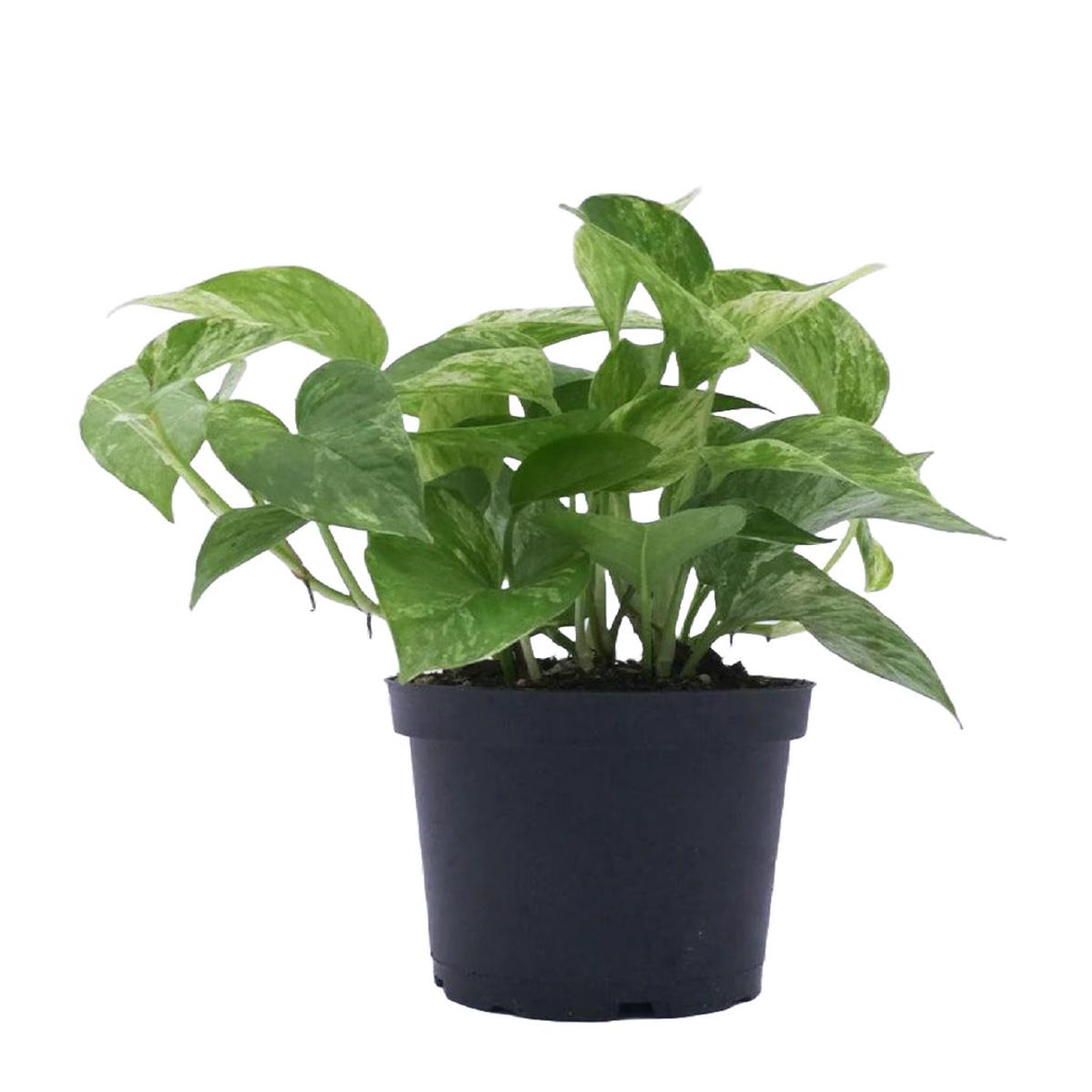 Pothos - Marble Queen 6"