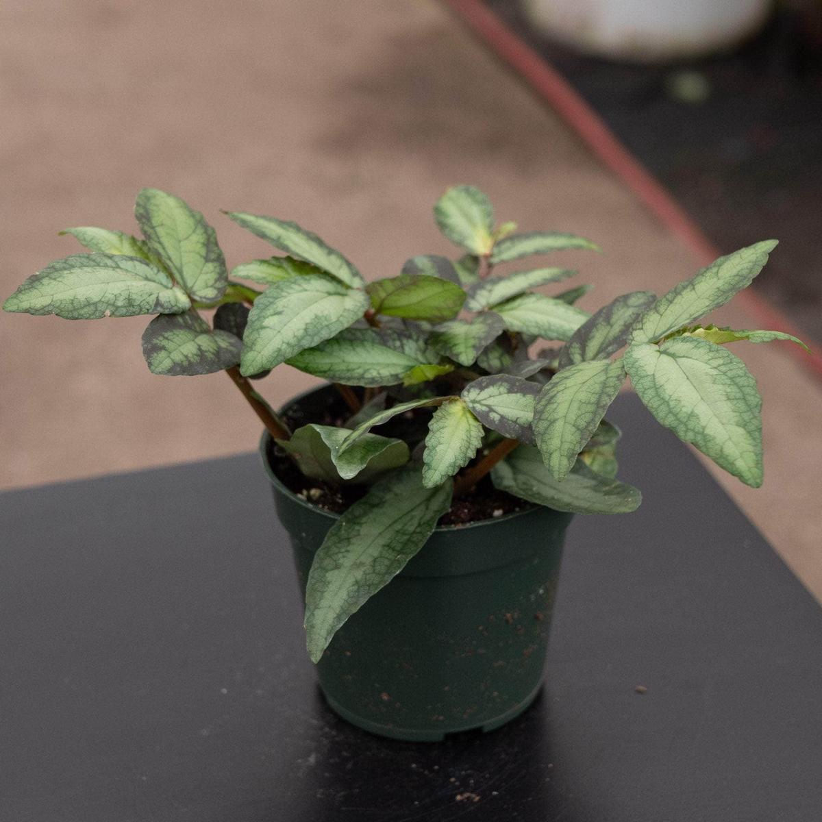 Procris repens 'Watermelon Begonia'