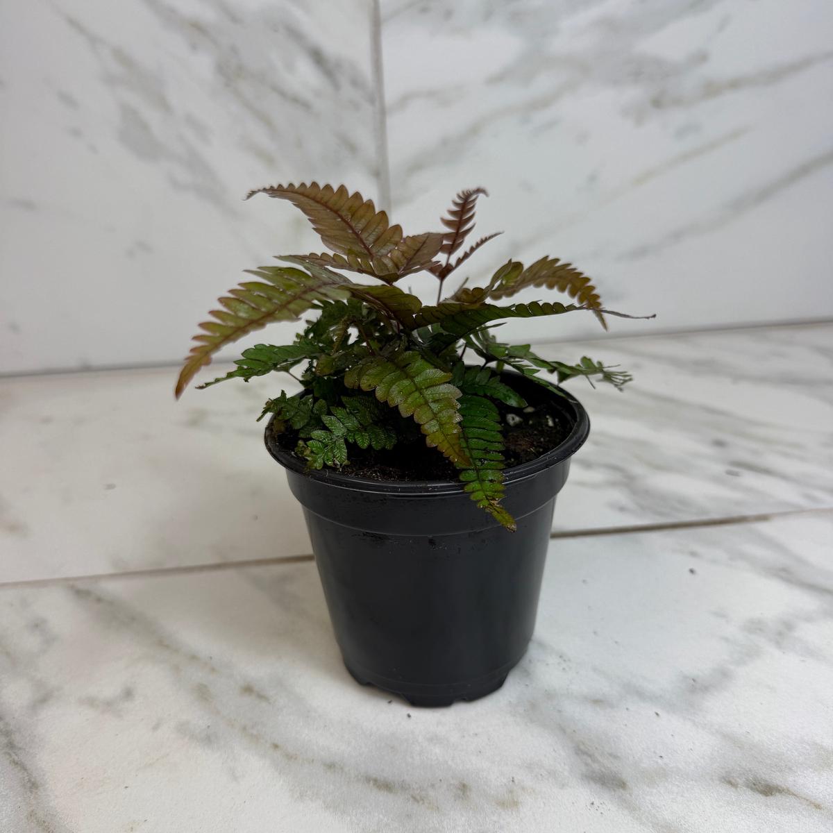Pteris Quadriautria 'Tricolor' Fern, 4" Plant