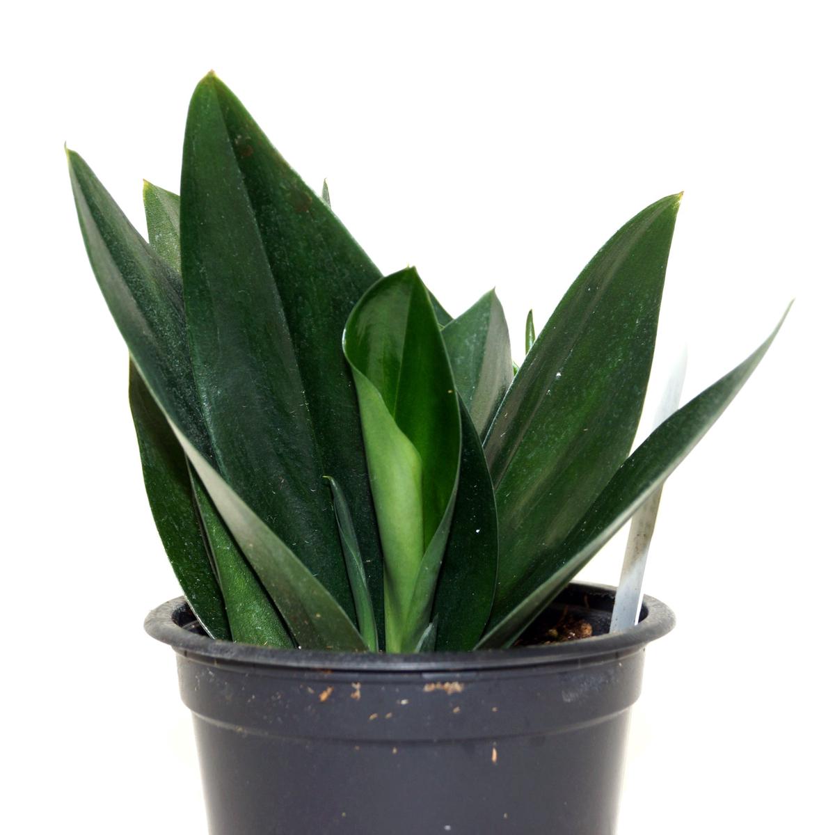 Scindapsus treubii 'Dark Form'