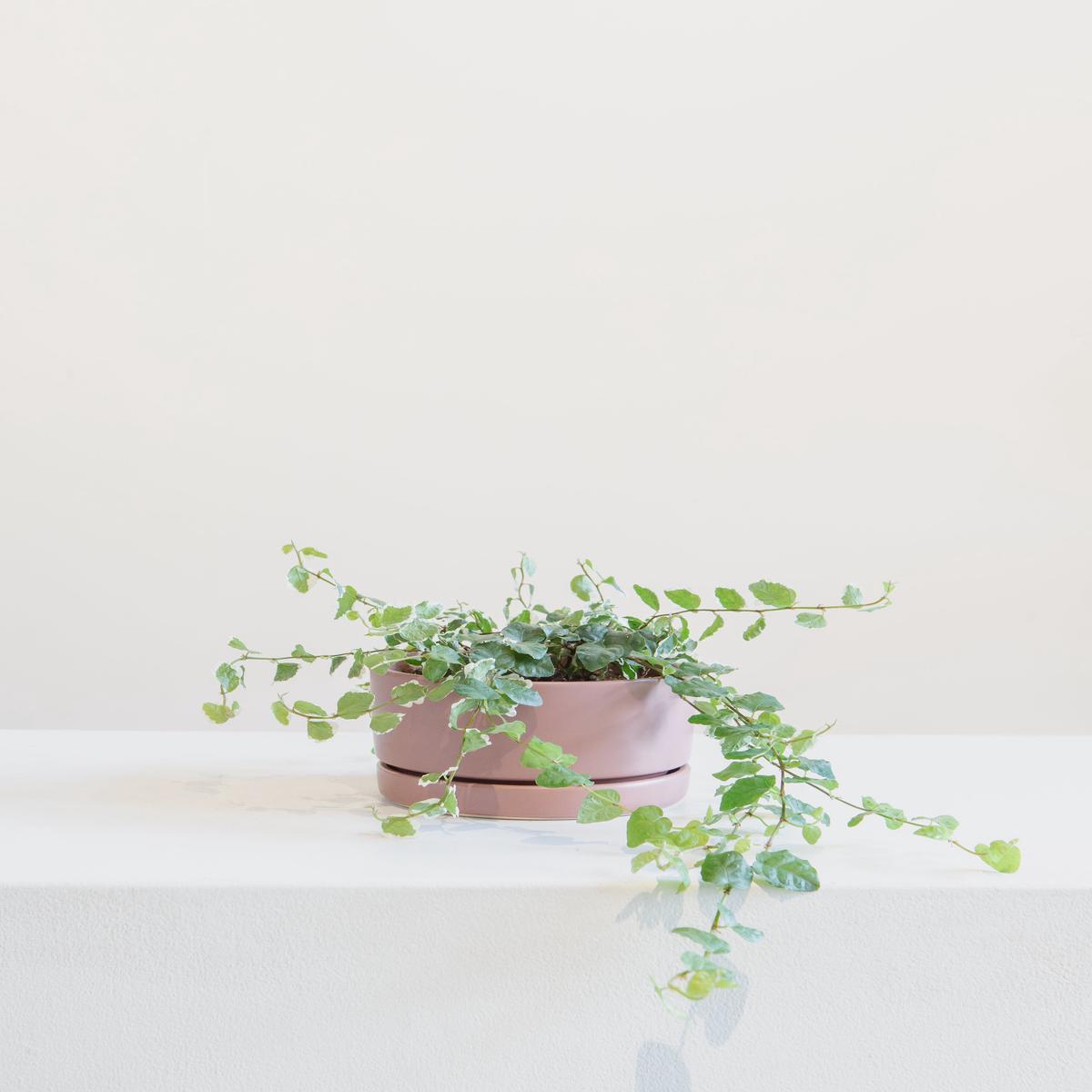 Small 6 Inch MOMMA POTS LOW BOWL - DUSTY ROSE