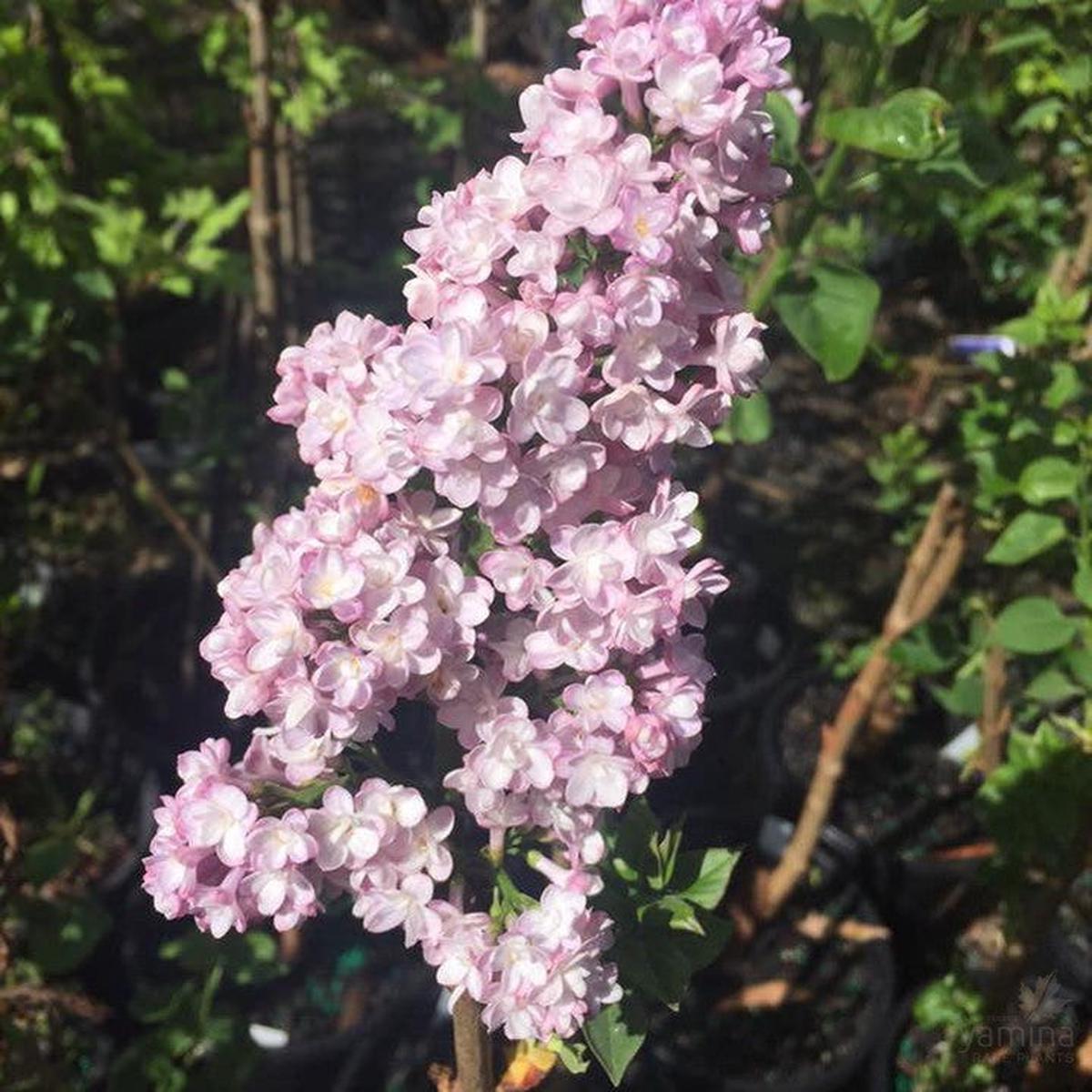 Syringa vulgaris Belle de Nancy