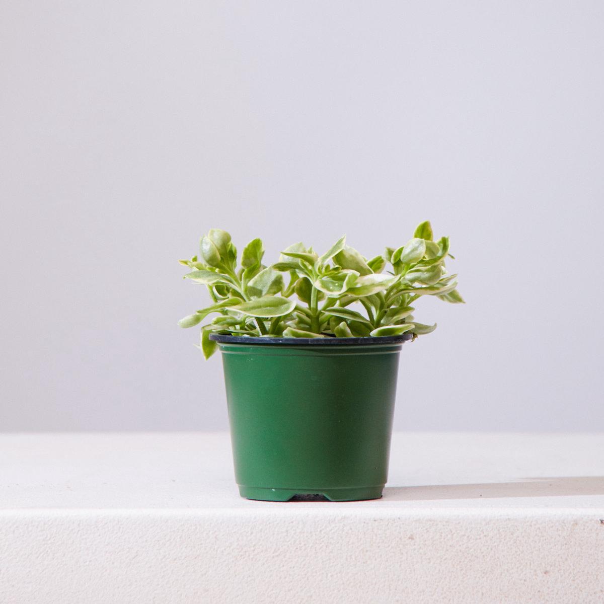 Variegated Cat's Tongue: Aptenia Cordifolia - 4 inch pot