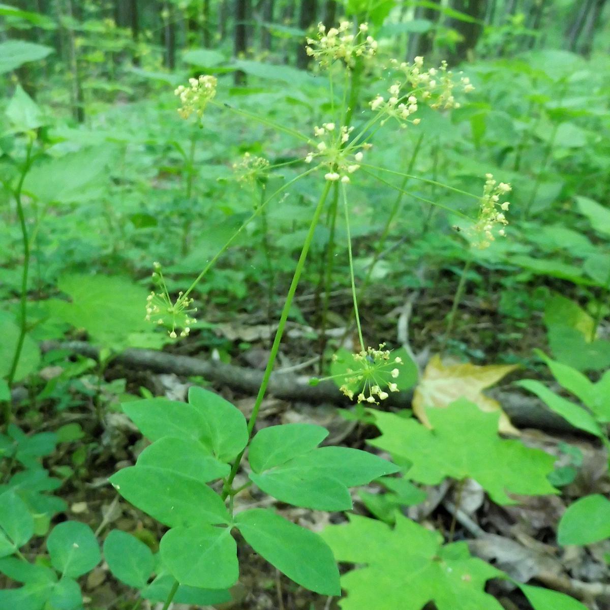 Yellow Pimpernel (Taenidia integerrima)