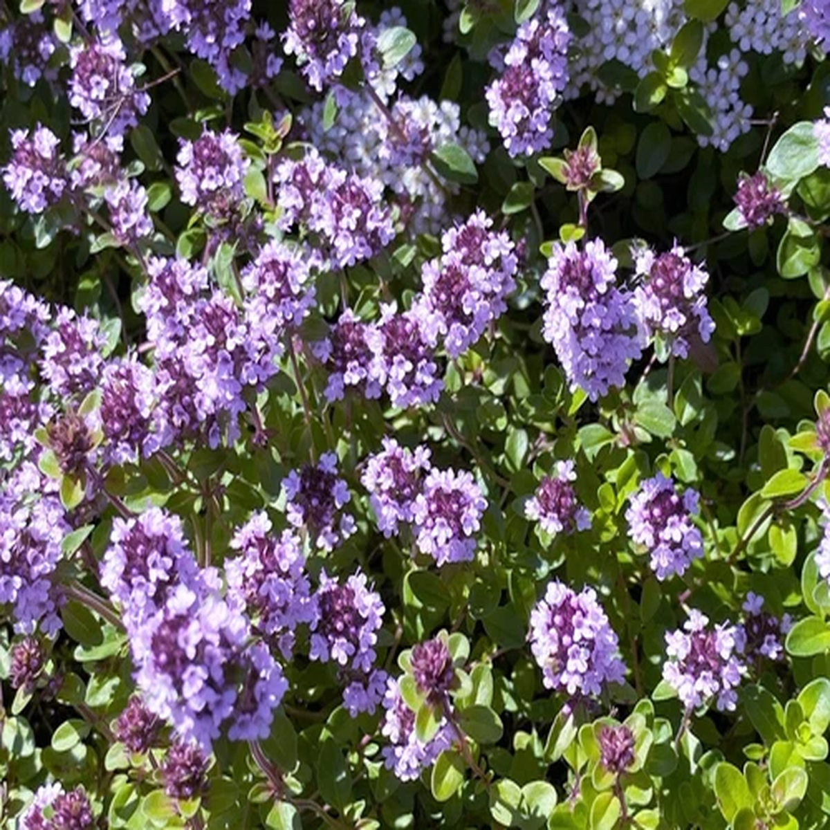 1000 LEMON THYME Thymus Pulegioides Herb Flower Seeds * Flat Shipping
