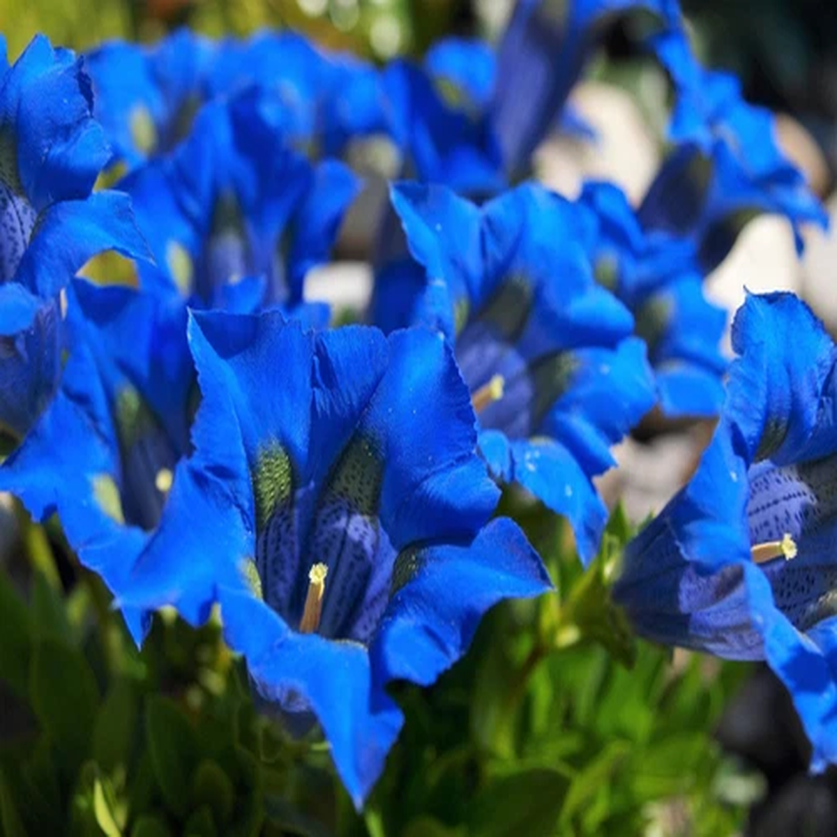15 Blue STEMLESS GENTIAN Gentiana Acaulis Kochiana Flower Seeds *Comb S/H
