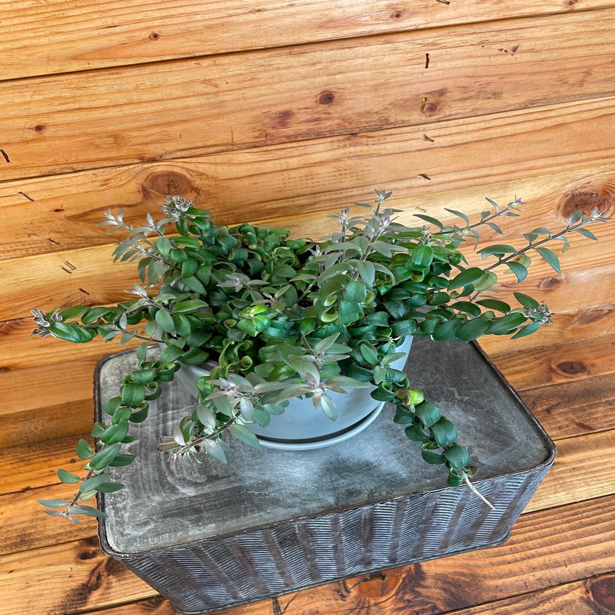 Aeschynanthus Lipstick Curly, 6" Plant