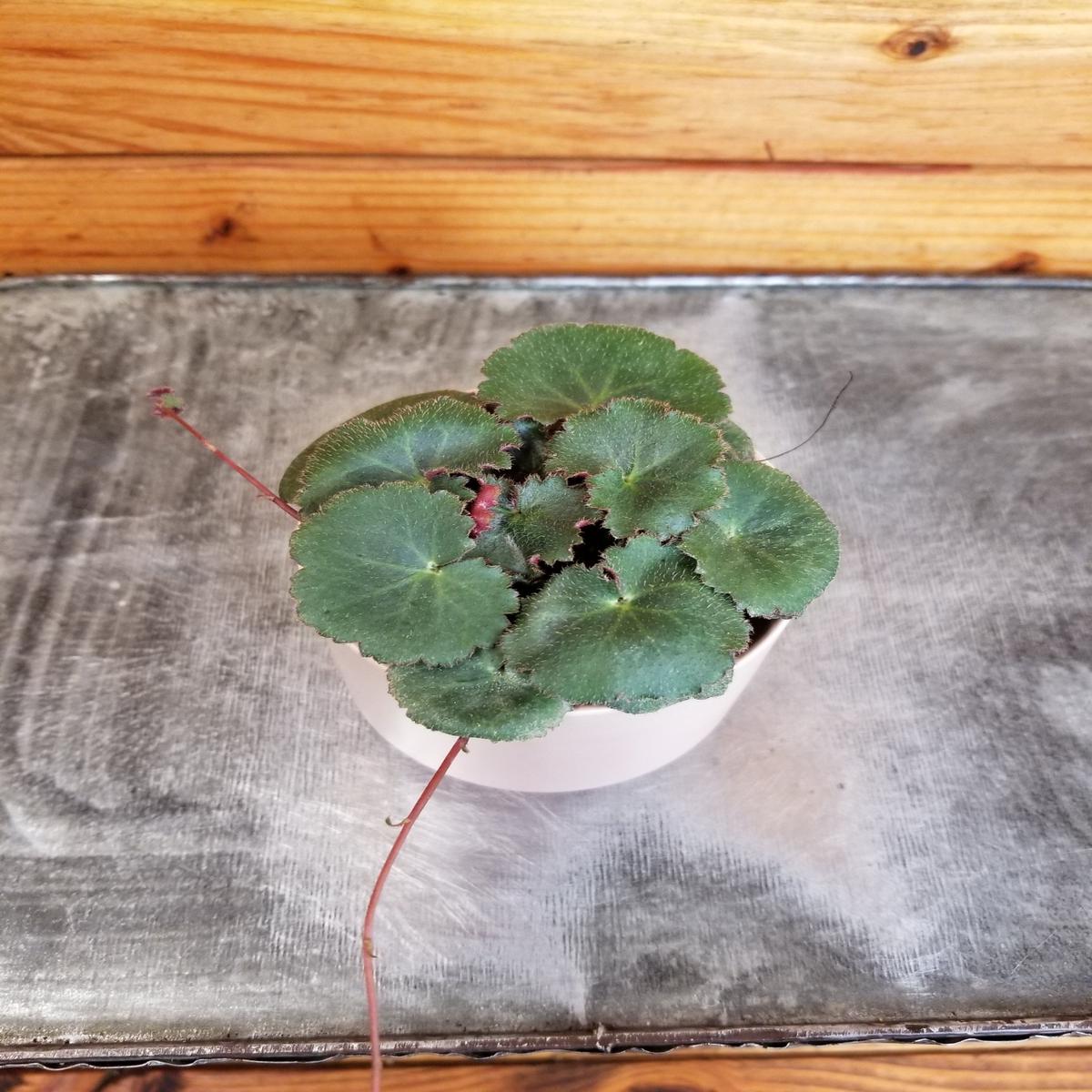 Begonia Strawberry Dark Form, 2" Plant