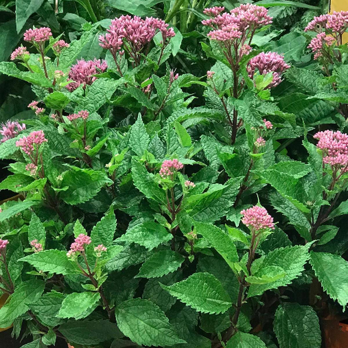 Euphoria Ruby Joe Pye Weed (Eupatorium P 'Euphoria Ruby') - 1 gallon