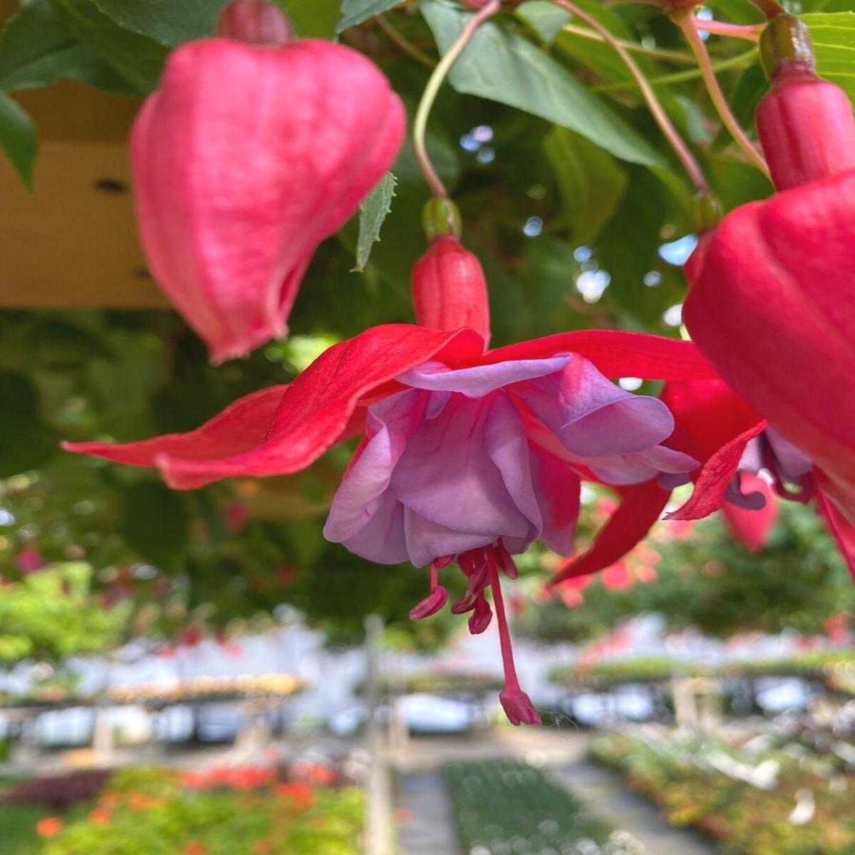 Fuchsia Basket | Dusky Rose