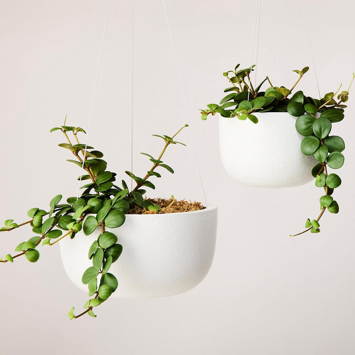 Glazed Earth Hanging Planters by Angus & Celeste