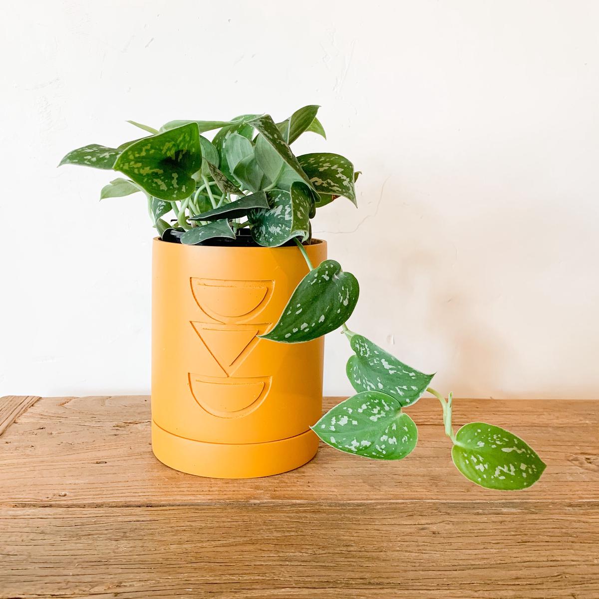 Golden Etch Planter Set