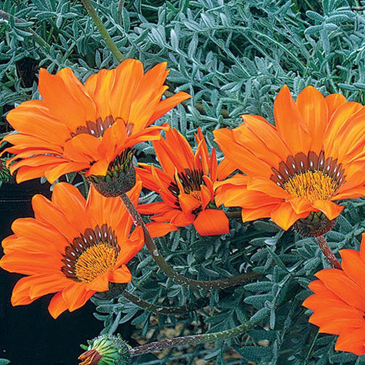 Hantamberg Orange Gazania