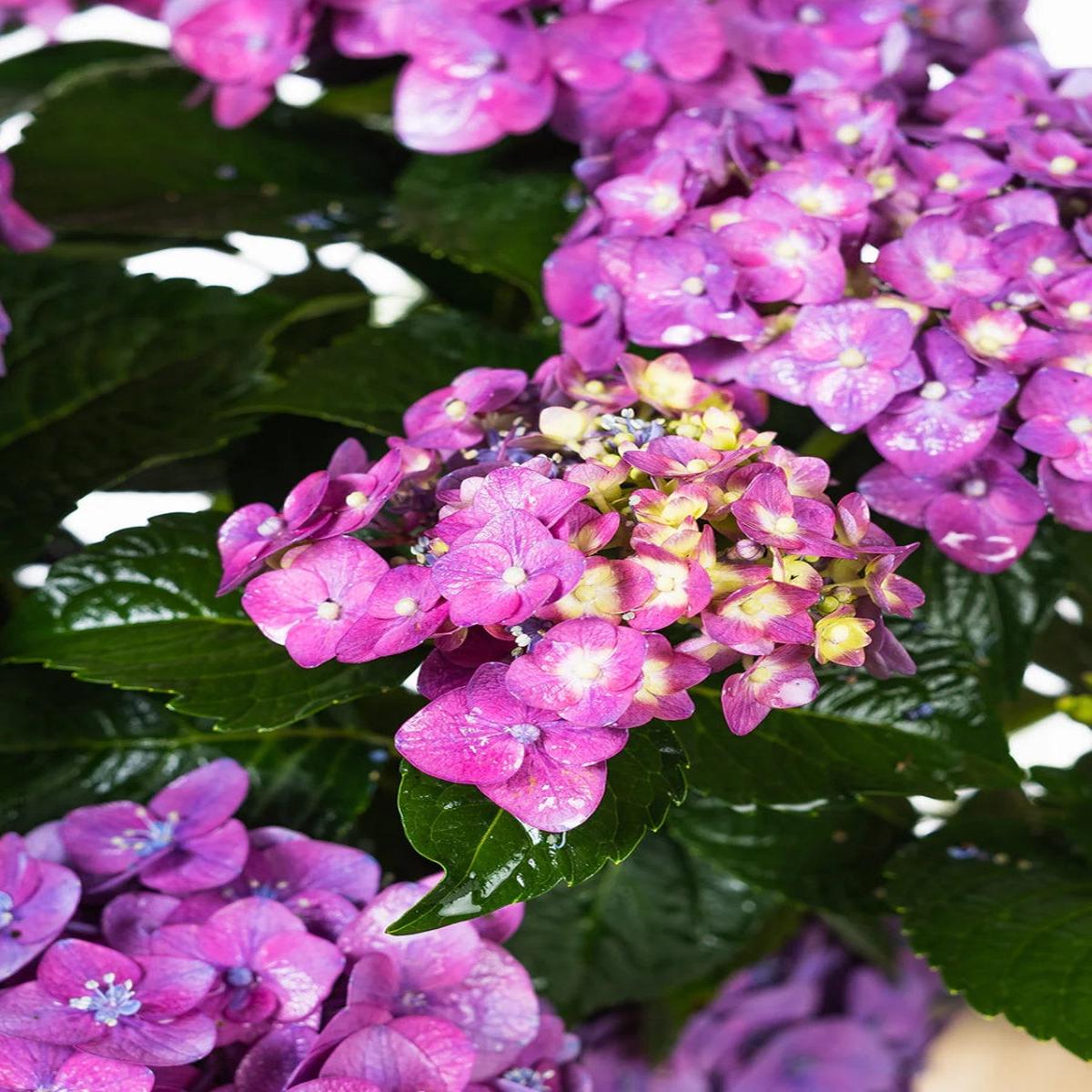 Hydrangea macrophylla 'Summer Crush' 1G
