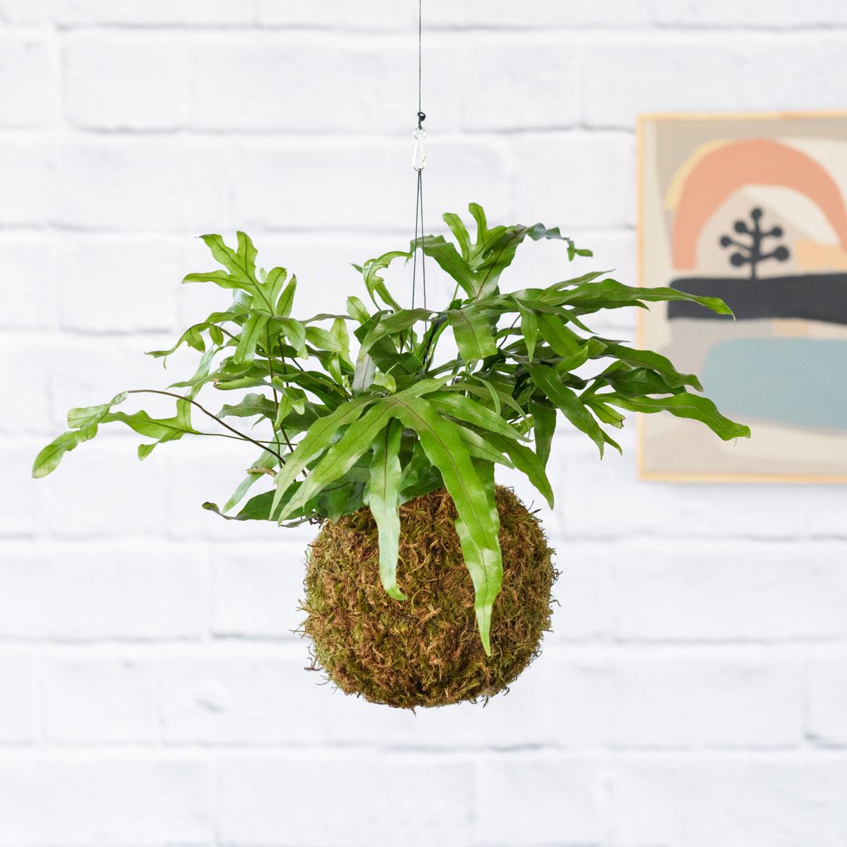 Kangaroo Fern Mossball