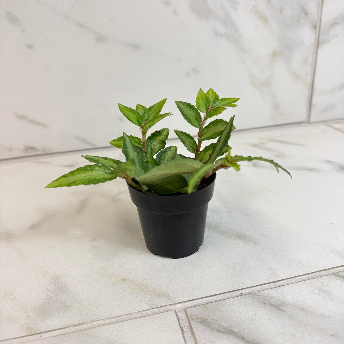 Pellionia Repens, 2" Plant