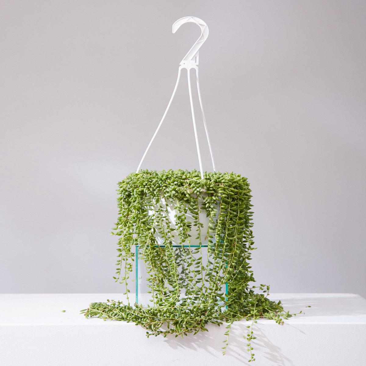 STRING OF BEADS 8" HANGING BASKET