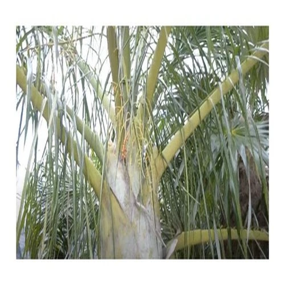 10x Dypsis prestoniana Tavilo Palm Tree Garden Plants - Seeds ID1415