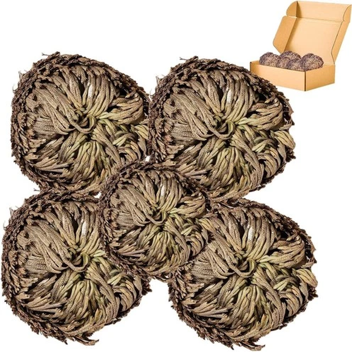 5 Pack Big 3.5" Rose of Jericho Resurrection Plants, Flor de Jerico Yellow