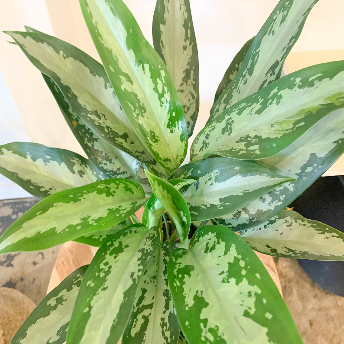6 Aglaonema Jubilee