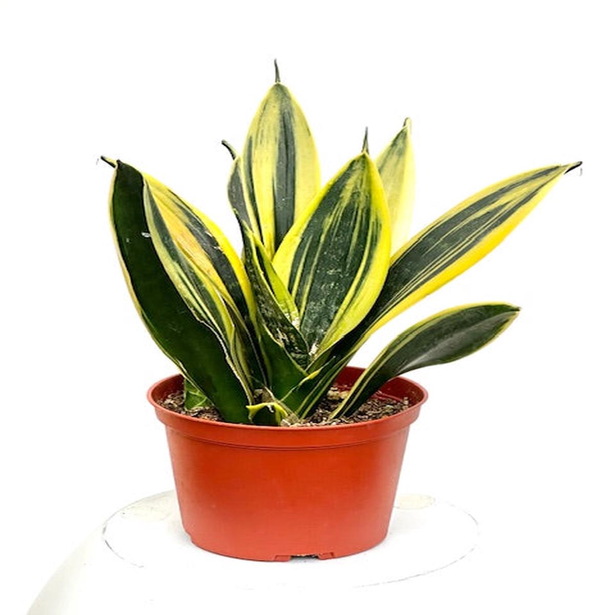 6" Sansevieria Flame