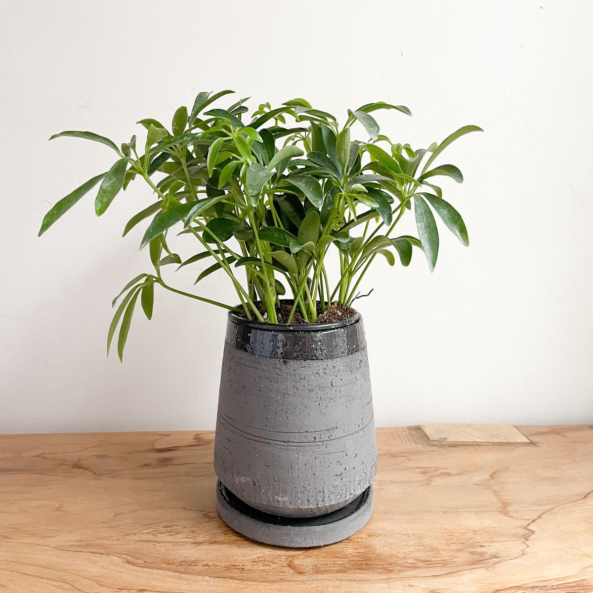 Black Sandstone Planter