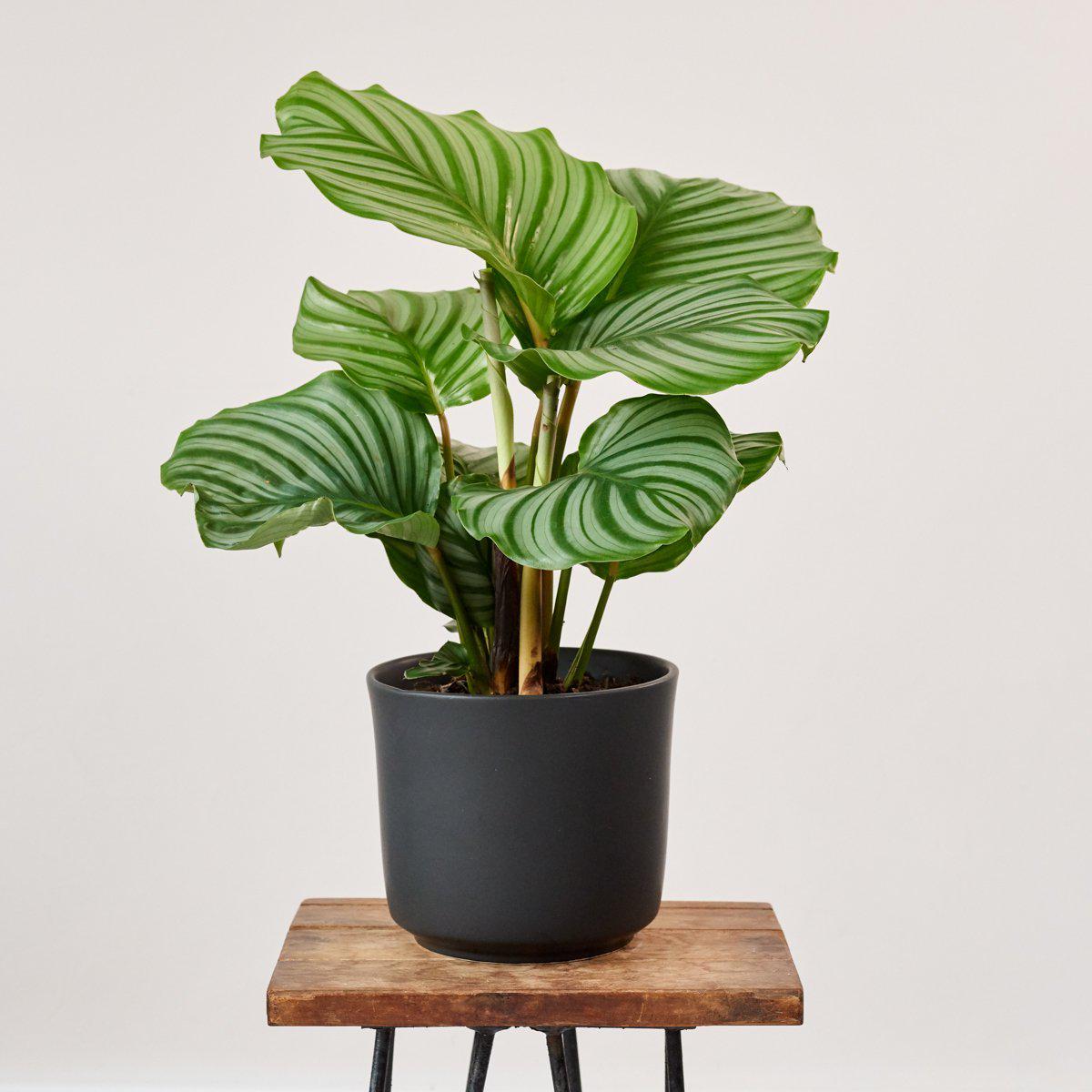 Calathea Orbifolia - LARGE