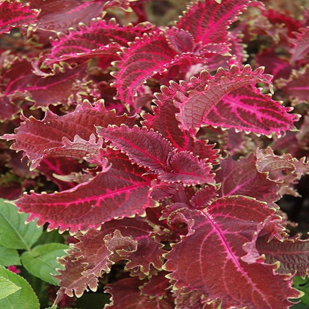 Coleus 'Red Ruffles'