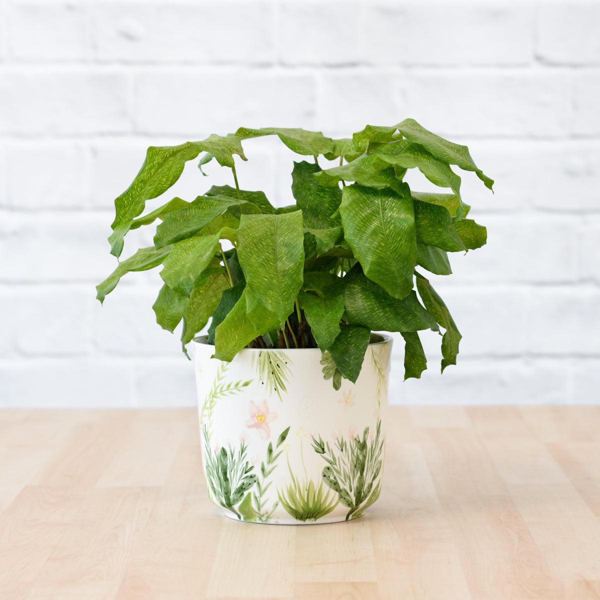 Network Calathea
