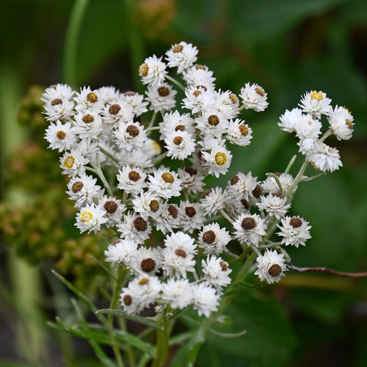 Pearly Everlasting (Anaphalis margaritacea)